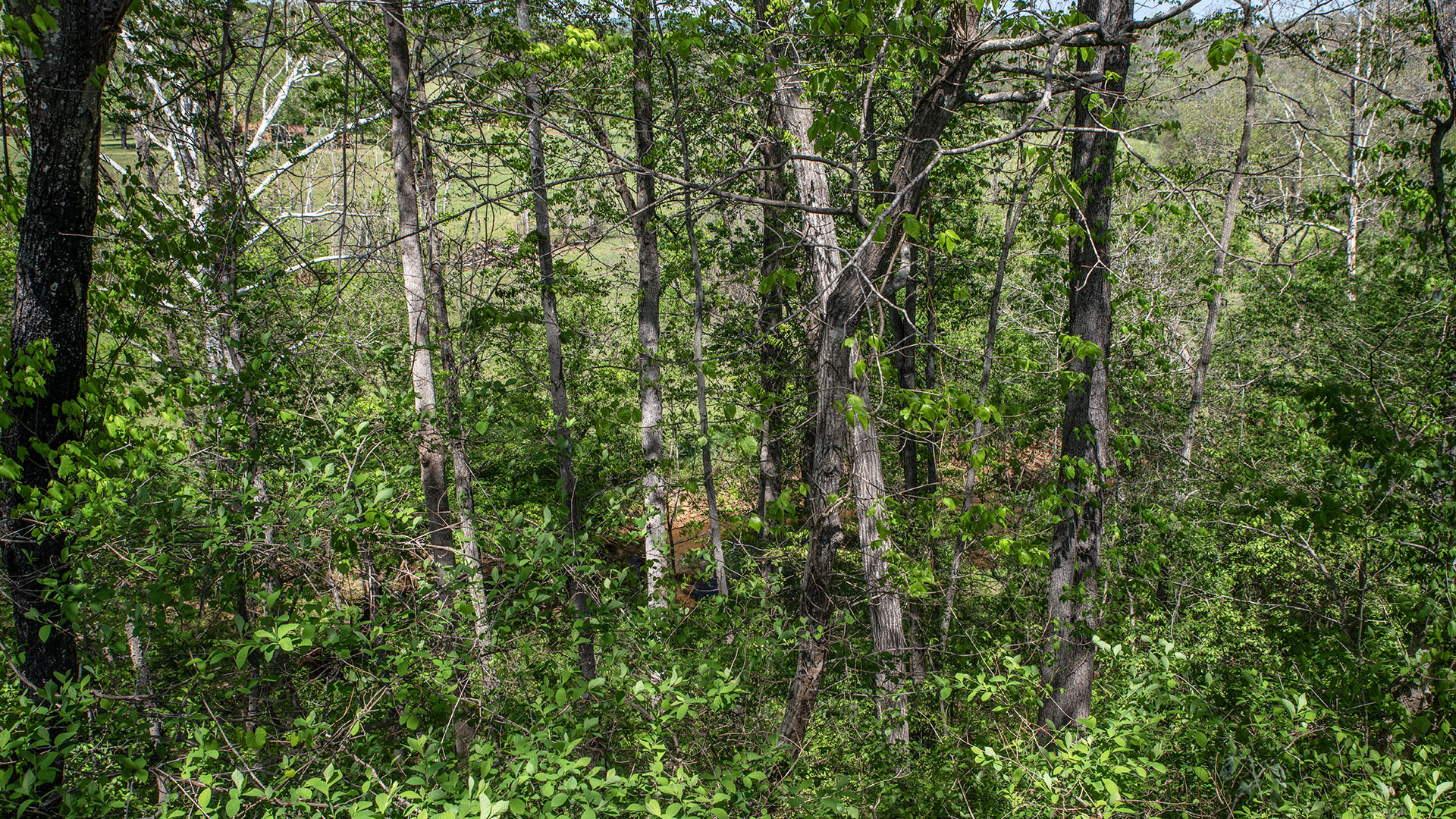 Buck Island Creek at Scottsville VA property