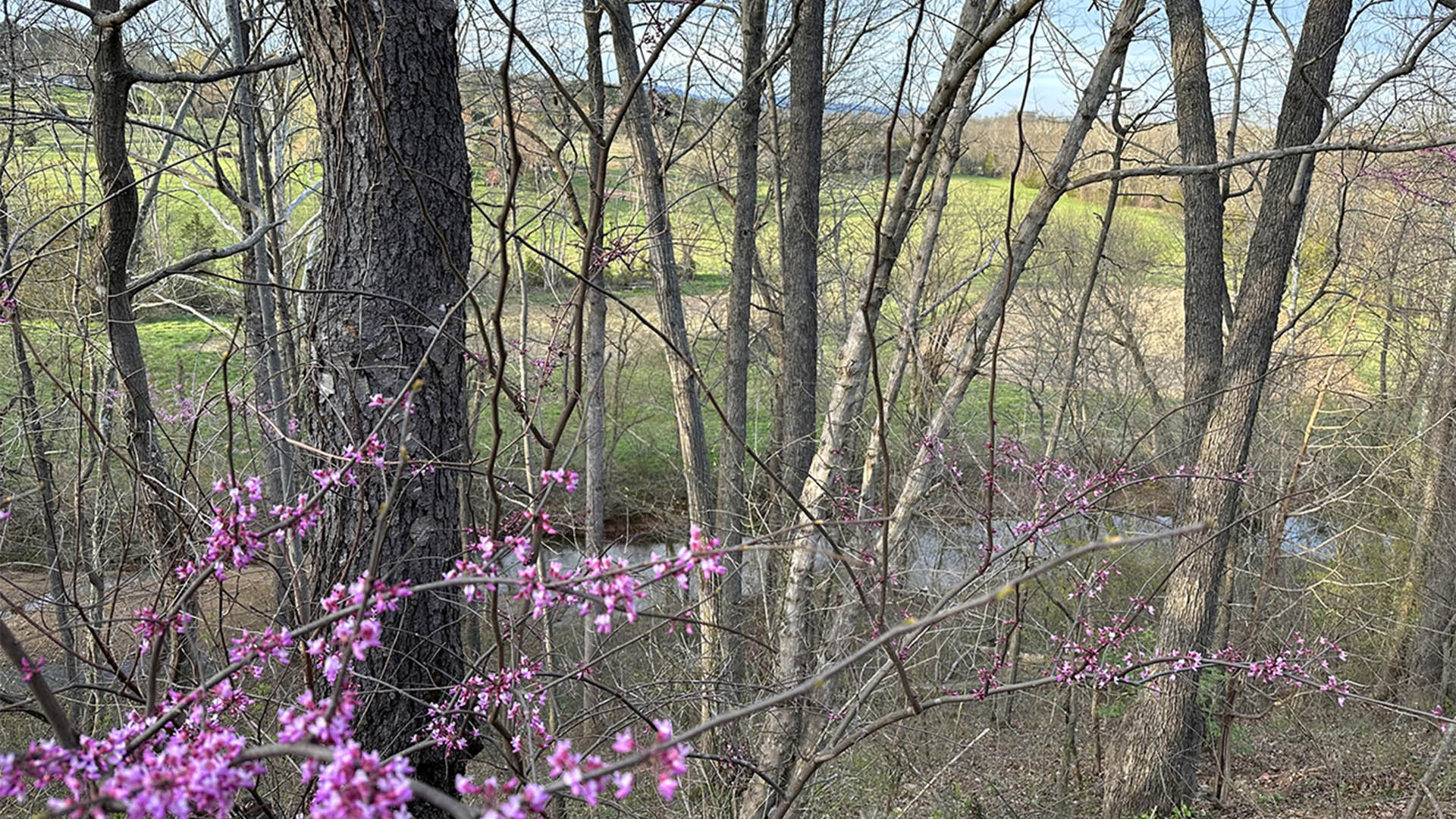 View of Buck Island Creek from the deck