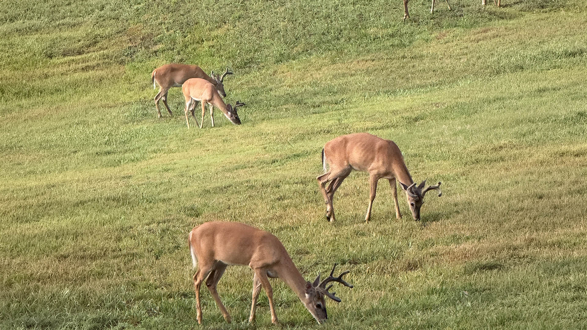 Virginia Whitetail deer graze on Louisa County farm