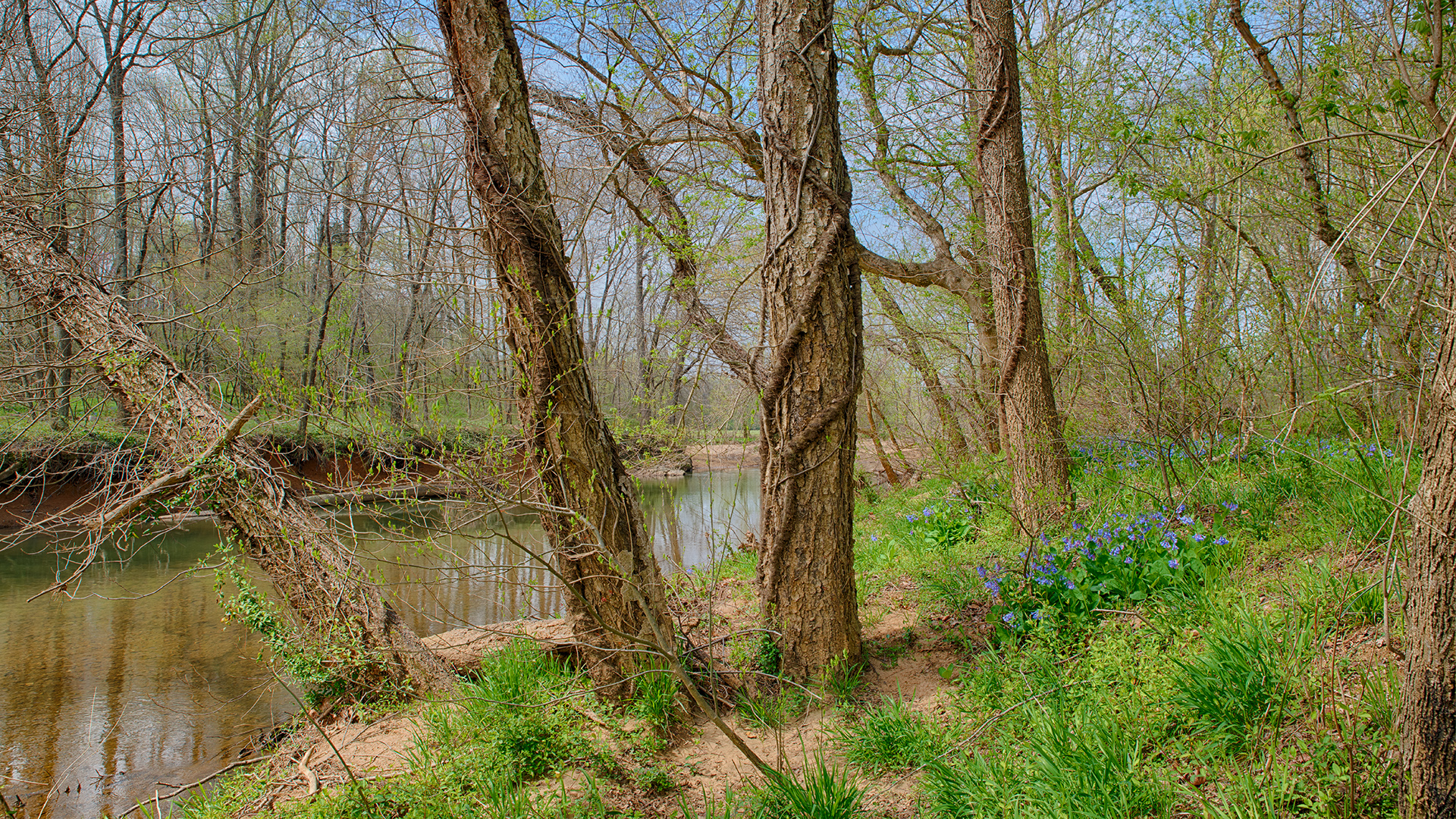 Virginia Cattle Farm for Sale