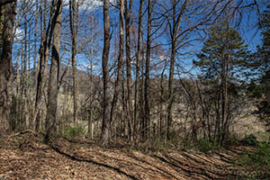 A beautiful 12 acre building lot in Greene County, VA 