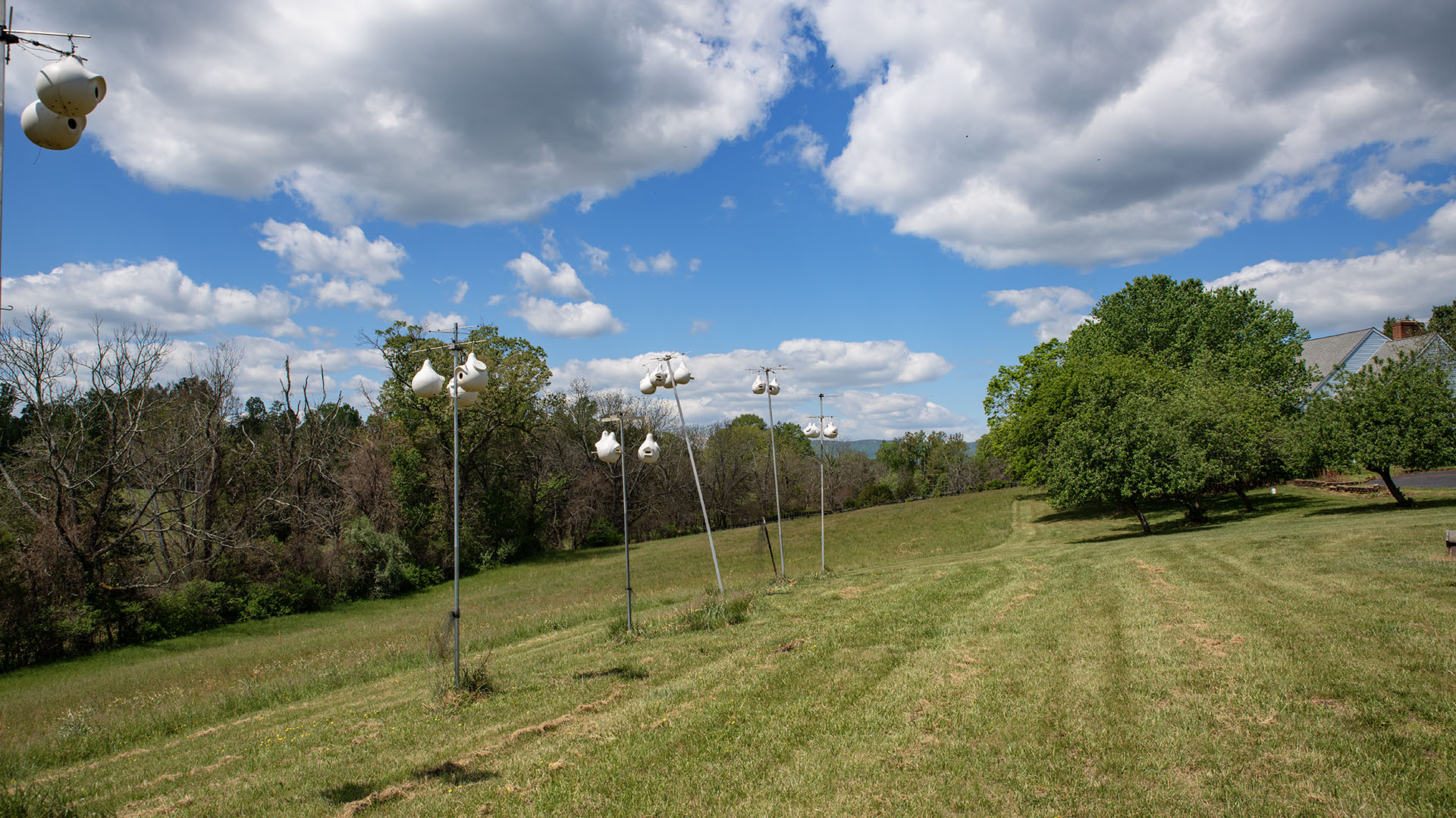 Mountain view field at Asgardd Farm in Afton VA with birdhouses, open pasture and Blue Ridge scenery