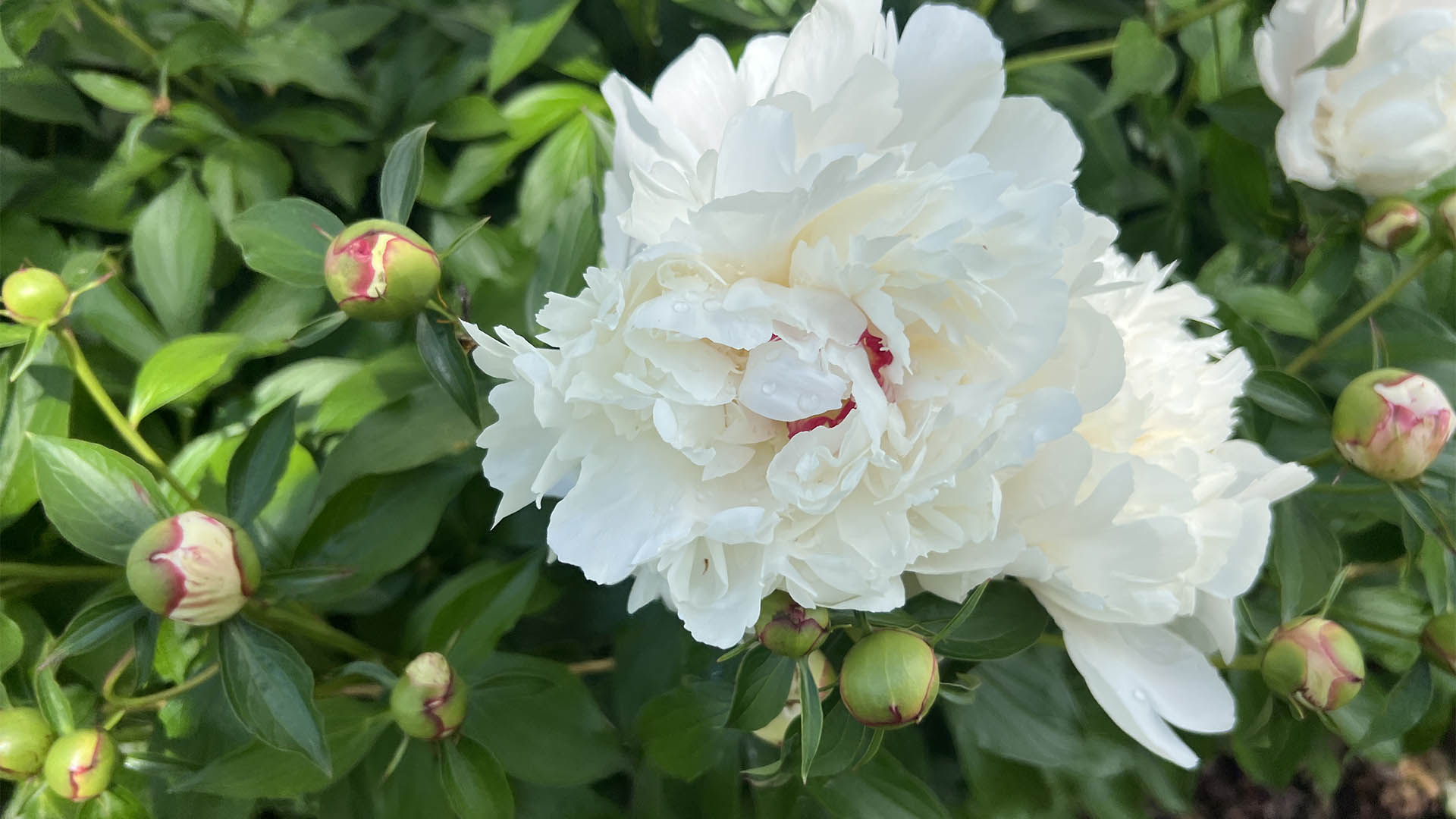 White peony bloom in the garden at Asgardd Farm in Afton VA