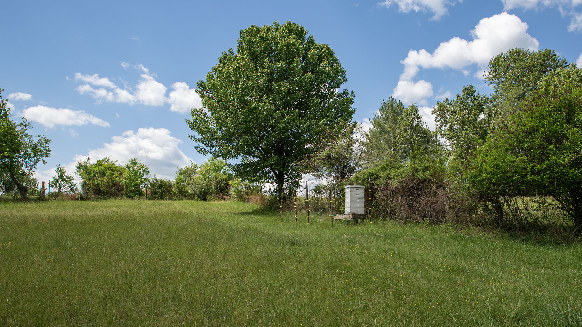 Beehive in grassy field at Asgardd Farm in Afton VA surrounded by trees and pasture