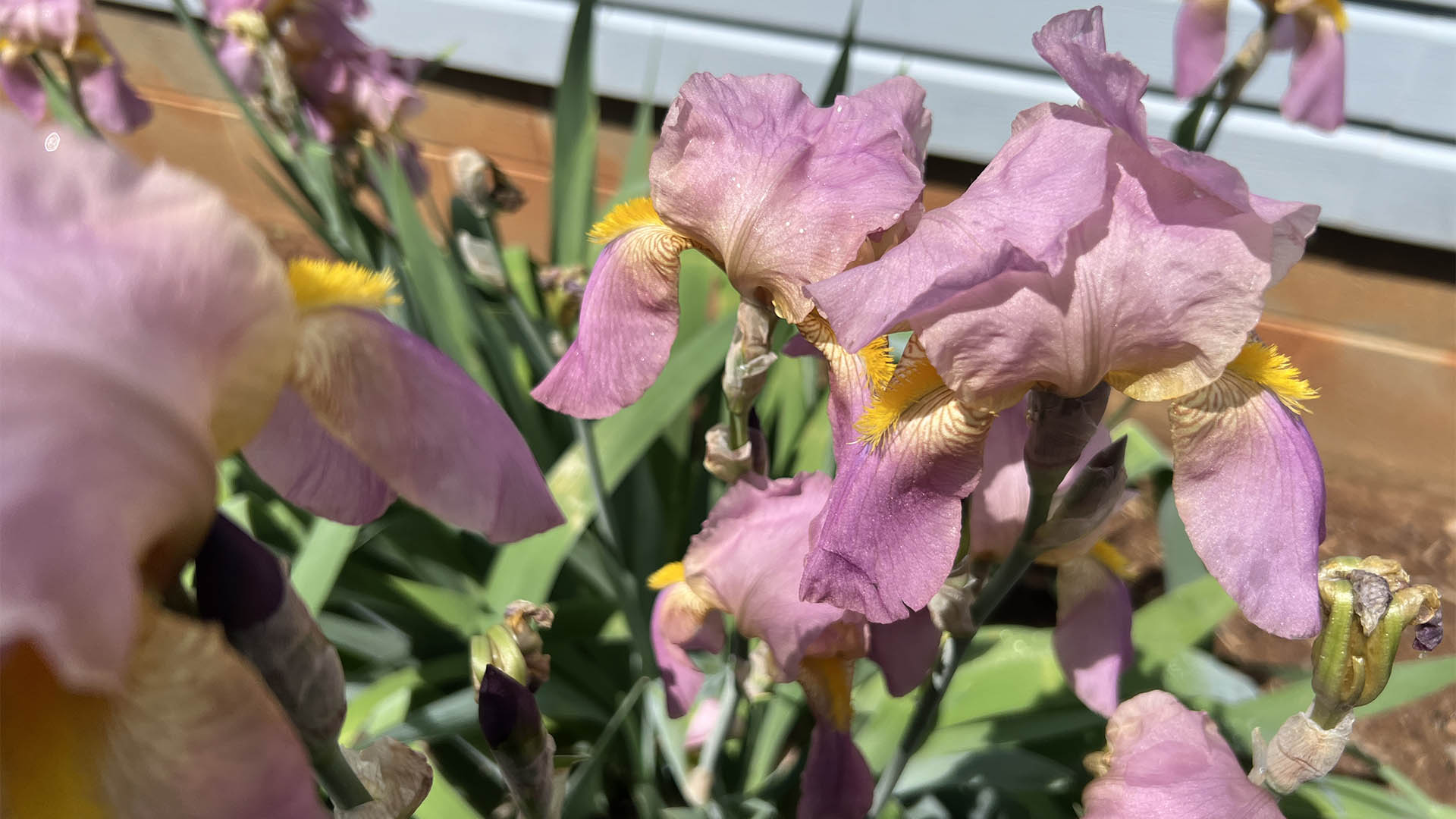 Irises blooming in the garden at Asgardd Farm near Greenwood in Afton VA