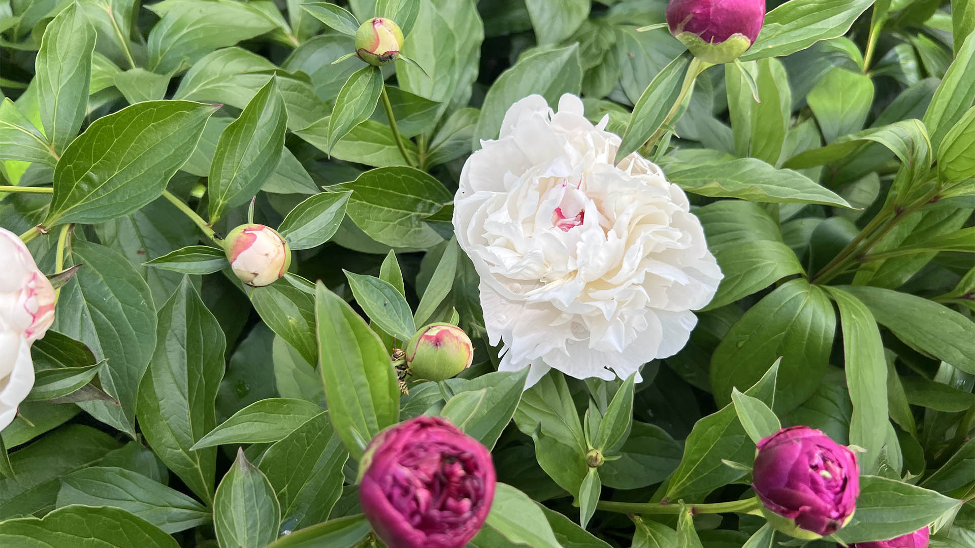 White and pink peonies blooming in the garden at Asgardd Farm near Greenwood in Afton VA