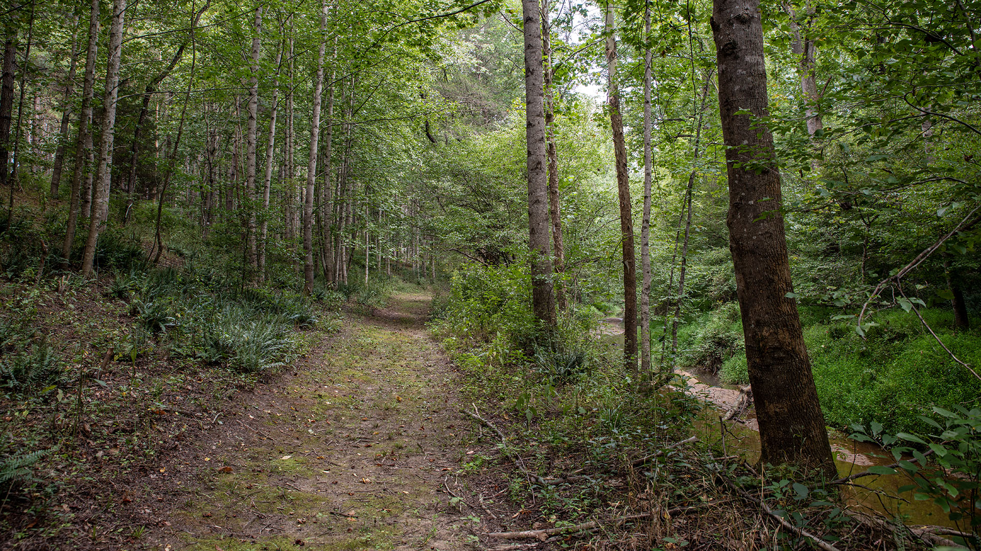 Wooded horseback riding trail on the 44-acre Madison County Virginia horse farm