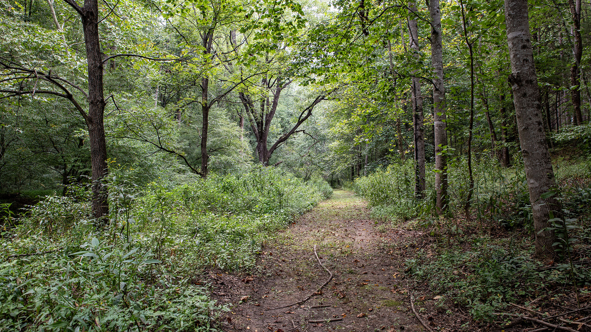 Nature trail through the wooded acreage at the Madison County Virginia farm