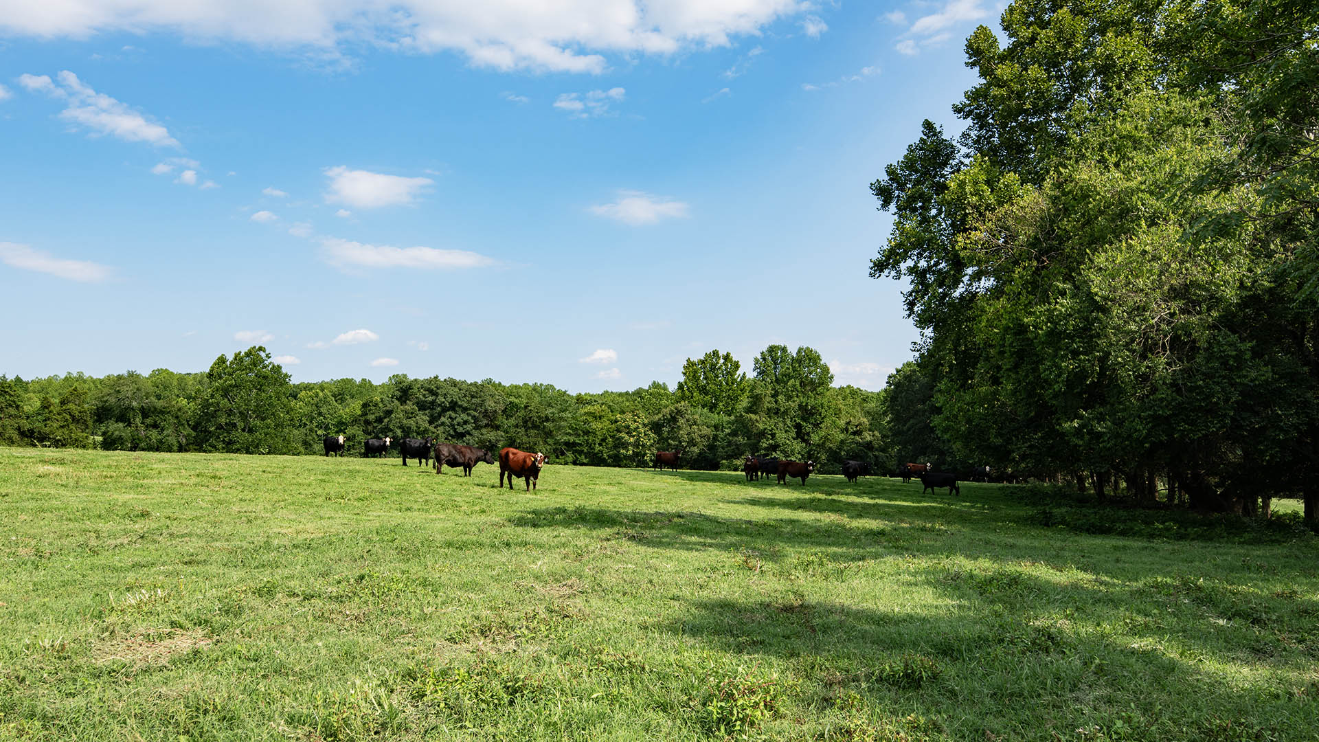 The Farm at Pleasant Run - Acreage for Sale in Orange County VA