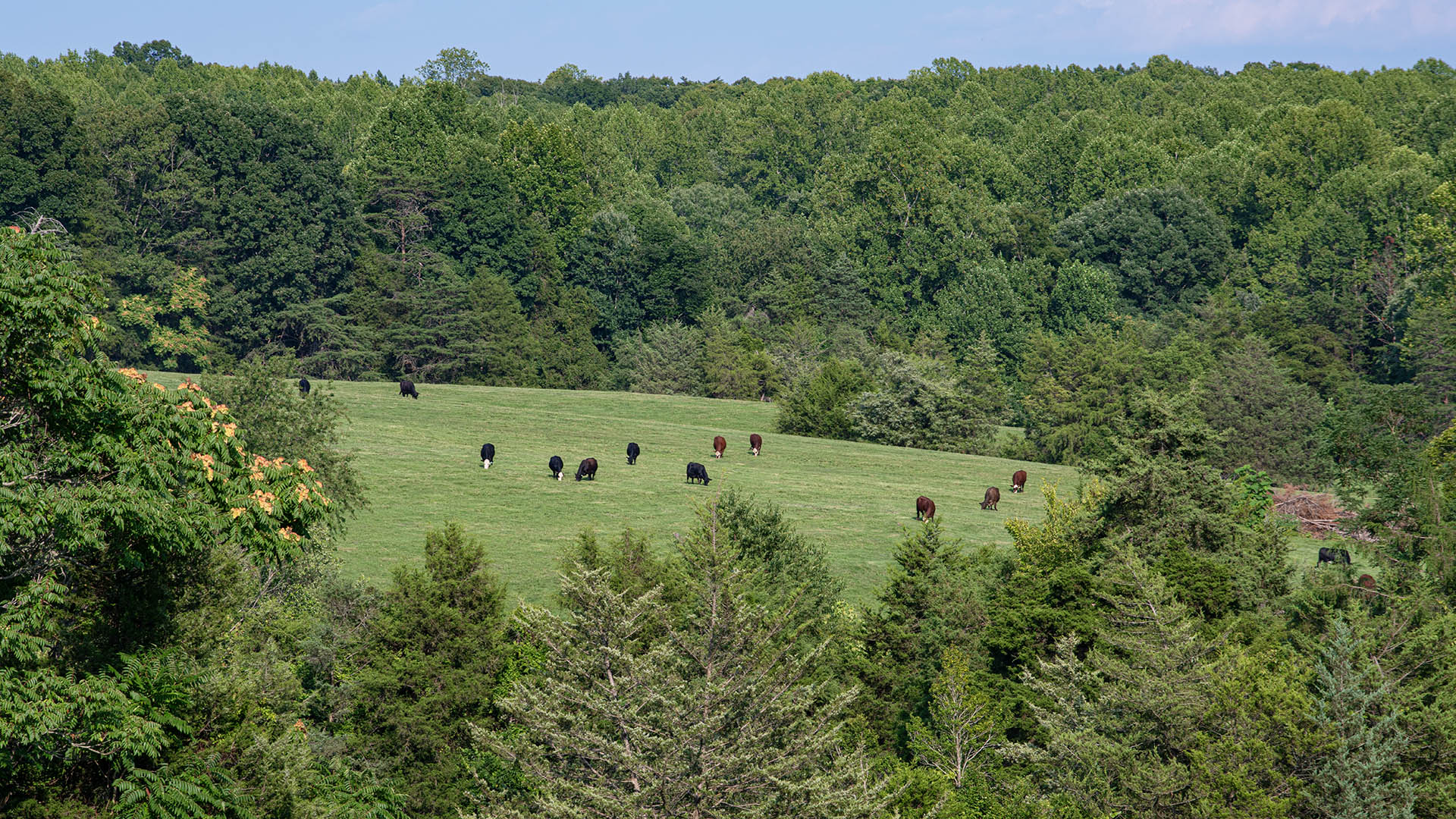 The Farm at Pleasant Run - Acreage for Sale in Orange County VA