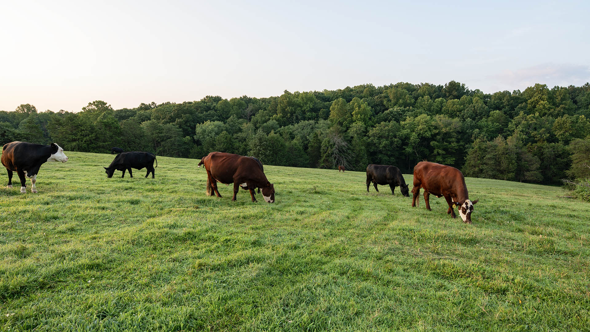 The Farm at Pleasant Run - Acreage for Sale in Orange County VA