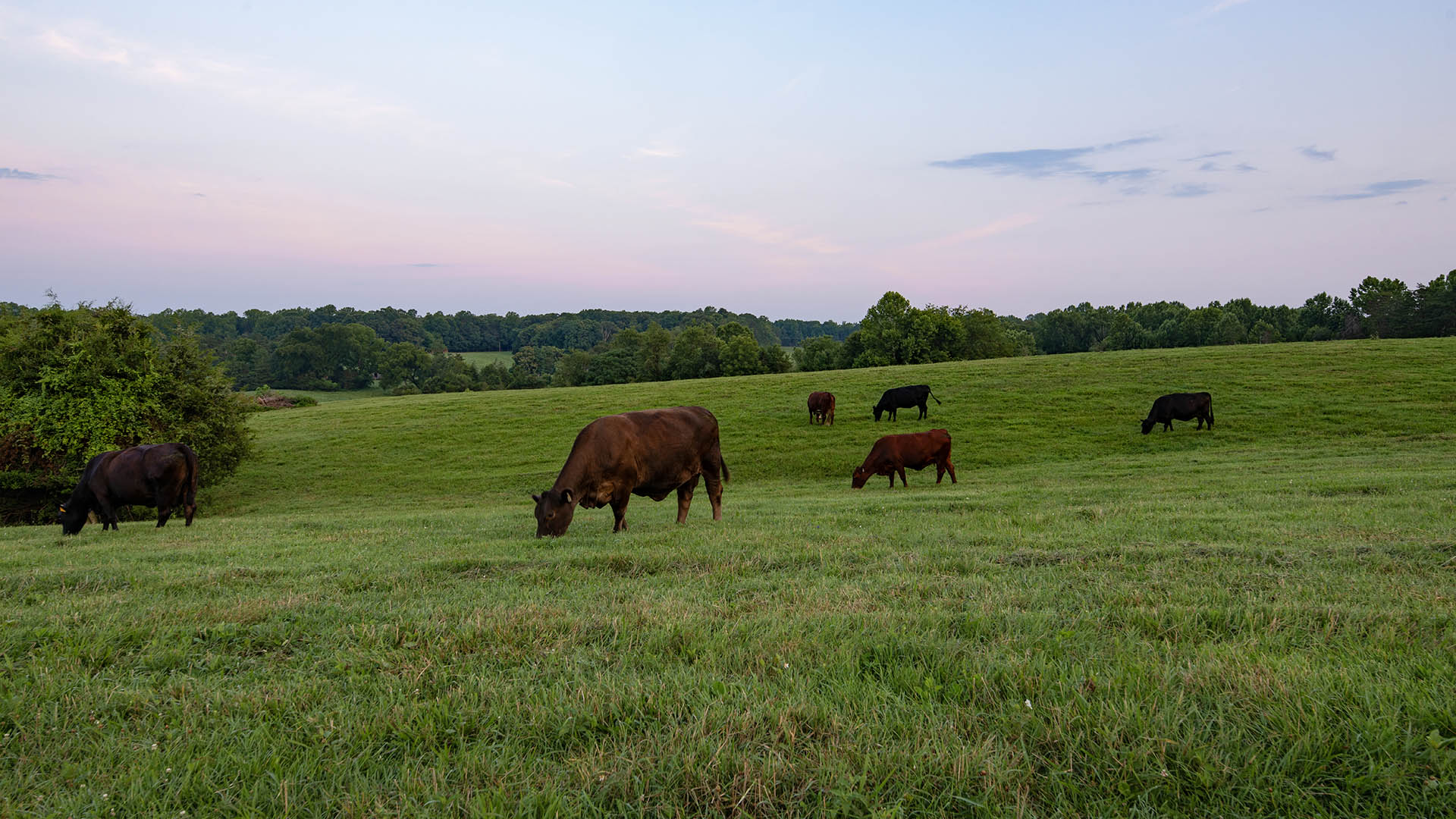 The Farm at Pleasant Run - Acreage for Sale in Orange County VA