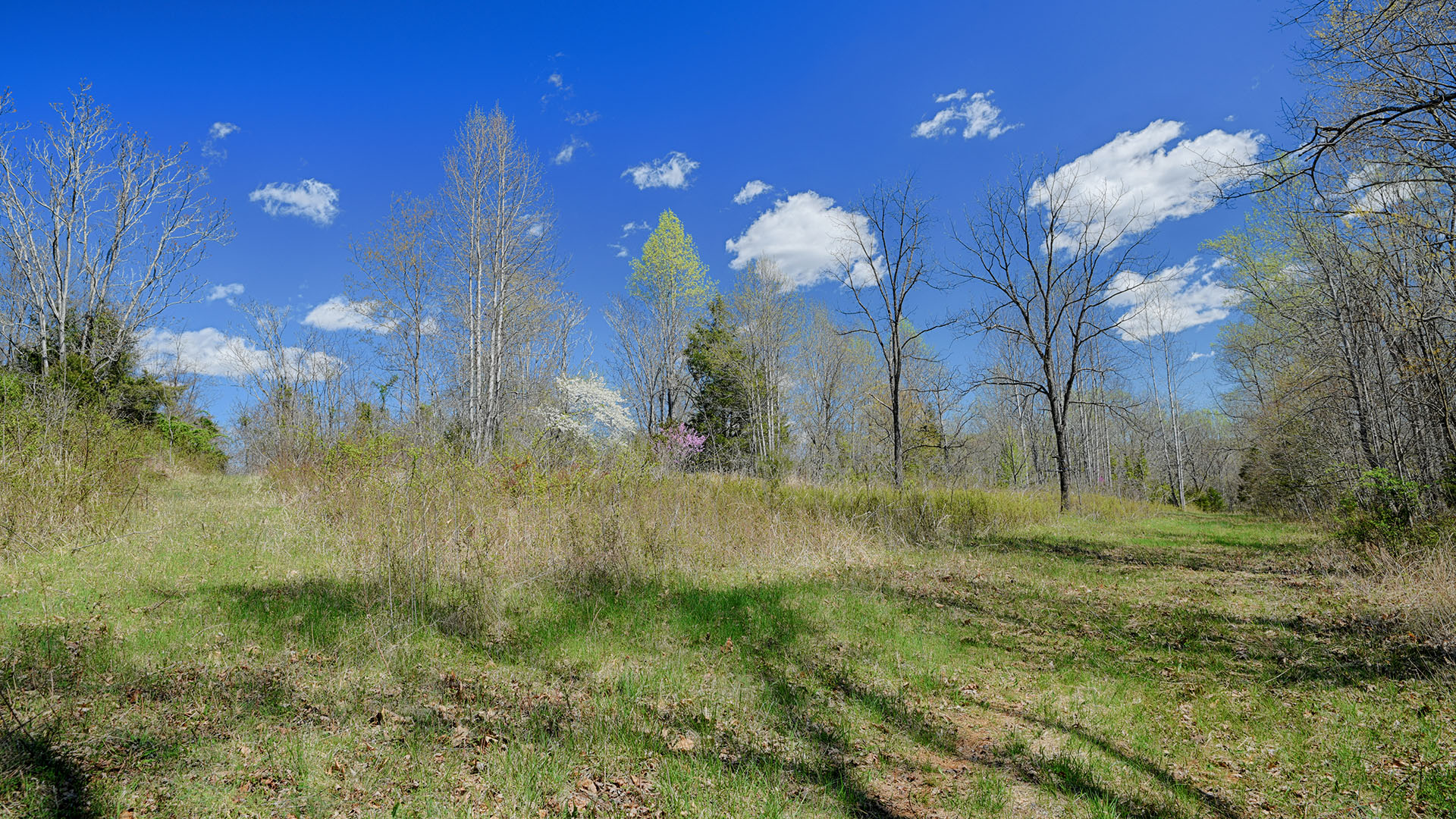 Cove Creek Land for Sale in Nelson County, Virginia