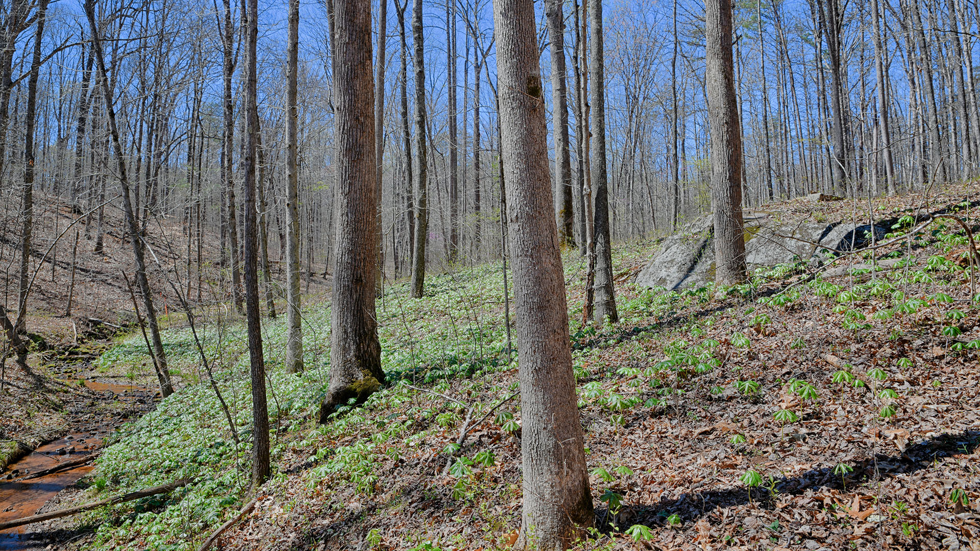 Cove Creek in Faber, Virginia